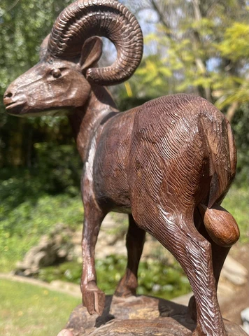 Hand Carved La Ram’s Fan Sculpture￼ With Big Balls Cover