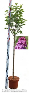 Stamm - Edelflieder, Syringa vulgaris `ANDENKEN AN LUDWIG SPÄHT´ Stammhöhe 80 cm - Bild 1 von 4