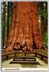 Postkarte California Sequoia Nationalpark General Sherman Redwood Tree 21W - Bild 1 von 2