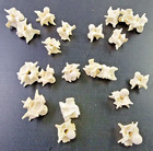 Clean Rattlesnake Large vertebrae snake Genuine skeleton taxidermy bone art bead