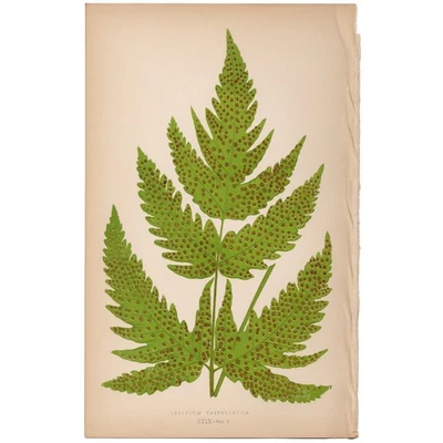 Helechos exóticos antiguos Lowe 1872 impresión botánica 29 helecho escudo de tres hojas Foto 1 de 3