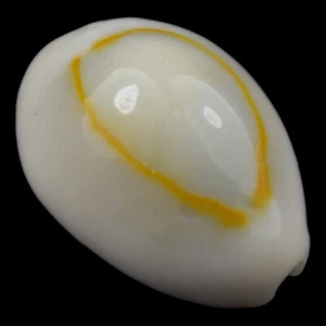 CYPRAEA (Monetaria) ANNULUS (Ille des Pins, New Caledonia) 18.3mm #47089 - Picture 1 of 4
