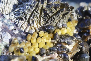 Set of 5 "Whelk Eggs" Greeting Cards - FREE SHIPPING - Picture 1 of 2