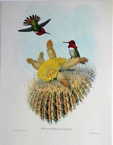 Pub Laboratoire Roland-Marie - Les Oiseaux 2 : Selasphorus Floresii - Picture 1 of 1