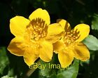 Photo 6x4 Marsh Marigold (Caltha palustris) Mulben Also known as Kingcups c2007