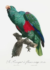 Plate No. 132 Eclectus parrot History of Parrots by Francois Levaillant Repro - Picture 1 of 2