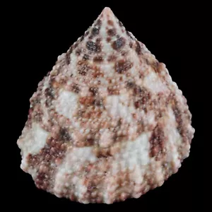 TROCHUS MACULATUS (Nocnocan Isl., Filippine) 24,5 mm #47398 - Foto 1 di 4