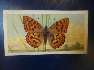 Great Britain Brooke Bond original 1963 tea card "British Butterflies",  No.14. 