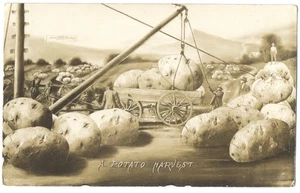COSECHA DE PATATAS RPPC Gran Exageración - North American PC Co. KANSAS CITY MO  - Imagen 1 de 2