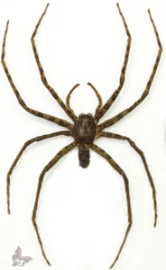 Spider(Araneae) No.3,from Malaysia, UNMOUNTED - Picture 1 of 1