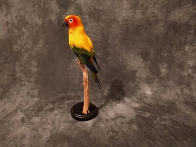 Handsome Sun Conyore Parrot taxidermy bird art - Изображение 1 из 4