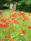 Photo 6X4 Colourful Flower Border, Alexandra Park Bath/St7464 Mixed Annu C2012