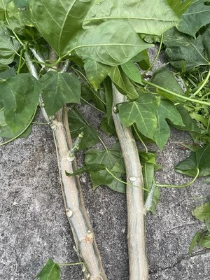 15 Hawaii Chaya Maya Tree Spinach Cuttings Volcanic Soil Superfood Cnidoscolus - Image 1 of 4