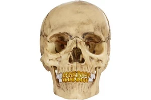 Supreme 4D Model Puzzle Human Skull With Gold Grills FW23 NEW In Hand - Picture 1 of 8