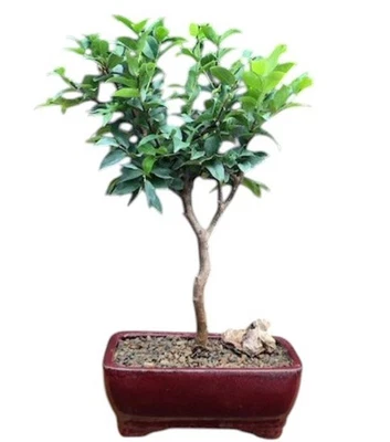 Flowering Jaboticaba Bonsai Tree 12"H Small Indoor Eugenia Cauliflora Great Gift - Image 1 of 4