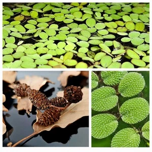 Kit Starter Aquario Betta – 15×Salvinia, 5 foglie di quercia, 5 pigne di ontano - Foto 1 di 6