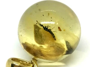 Baltic AMBER PENDANT INSECT Gift Round Bead AMBER Silver 925 Gold 2,8g 17615 - Picture 1 of 12