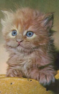 Cartolina Soffice arancione occhi azzurri gattino gatto animale Mainzer 823 - Foto 1 di 2