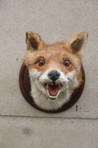 Fox head carrier preparation / red fox - Picture 1 of 3