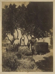 Provence. Tann nets in Carqueiranne (Var). Albumin 1885-90. - Picture 1 of 4