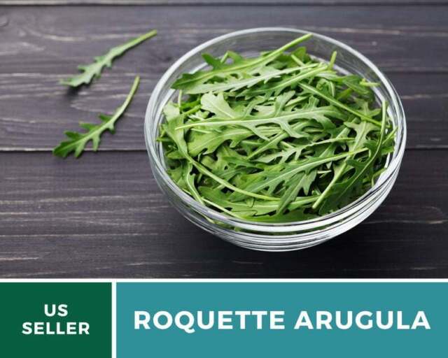 Roquette Arugula (Eruca vesicaria)