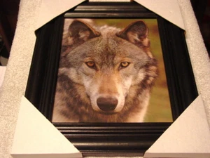 WOLF 11X13 MDF GERAHMTES BILD (SCHWARZER FARBRAHMEN) - Bild 1 von 2