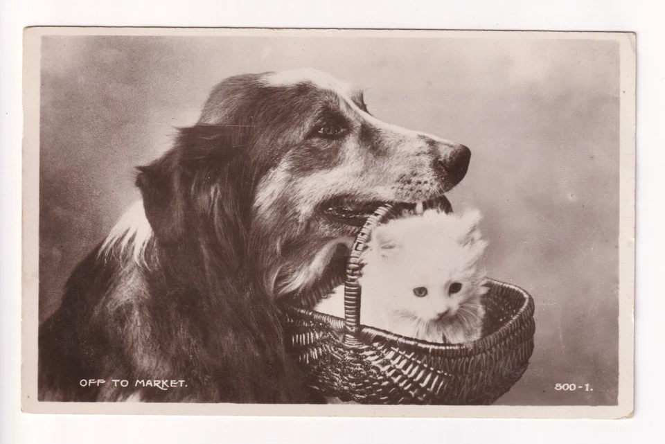 Collie or English Shepherd dog holding kitten in basket - 1931 used postcard - Image 1 of 2