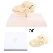 Canine Dog Skull Model Anatomy Skeleton Veterinary Teaching Display