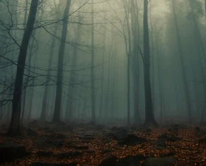 Print or Canvas - Mysterious Foggy Forrest - Spooky/Creepy/Halloween - Picture 1 of 1