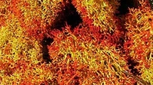 Heki 3216 - Lichen nuancé, 30g - Imagen 1 de 1