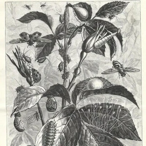 Blattläusefresser - - Presseartikel 1904 - Bild 1 von 3