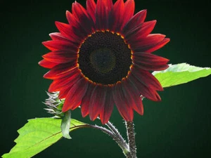100 Chocolate Sunflower Seeds for Planting Exotic Flowers - Picture 1 of 2