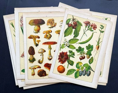 Lote de 17 impresiones botánicas antiguas - flores silvestres, hongos, frutas y hierbas Foto 1 de 4