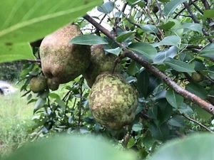 5 Pear Tree Cuttings For Propagation Bartlett Fruit Easy to Root - Picture 1 of 4