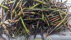 100  Red Mangrove Seeds Propagules Pond Salt or Fresh Plant 6-16" Roots on Some