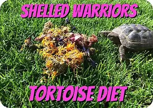 NEWShelled Warriors DRIED Tortoise Diet 100% natural ready to feed 20g FREE POST - Picture 1 of 1