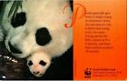 Postcard Panda Bear Mother and Cub Facts World Wildlife Fund