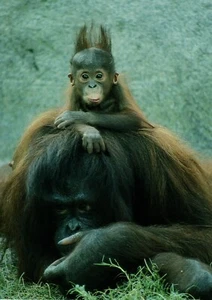 Orangutan Baby & Mother Orangutans Cuddle Blank Greeting Card - Picture 1 of 2