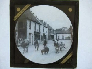 Diapositiva de linterna mágica Patrington Yorkshire vacas en la calle principal - Imagen 1 de 2