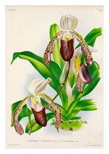 Cyfripedium Morganiae Burfordiense by Jean Linden Orchids A4 Art Print - Picture 1 of 1