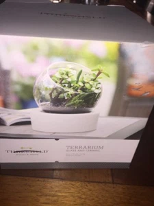 Threshold Glass Ball Ceramic Base Plant Terrarium indoor succulent planter bowl - Picture 1 of 6