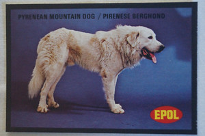 Dogs Vintage 1974 Epol Animal Feeds Colour Collector Card -Pyrenean Mountain Dog