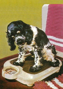 COCKER SPANIEL AUF WIEGESWAAGE CHARMANT COMIC HUNDE GRÜSSE NOTIZKARTE - Bild 1 von 1