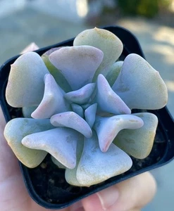 Rare Succulent Echeveria Cubic Frost 2.5-Inch Rooted Single-Head Live Plant Gift - Picture 1 of 6