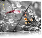 Spinnennetz mit Wassertropfen Leinwandbild Wanddeko Kunstdruck