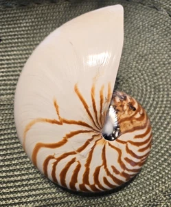 Vintage Rare Large 7" Natural Tiger Stripe Nautilus Shell - TOP Condition! - Bild 1 von 9