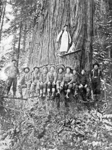 Vintage Fotos von Holzfällern, die große Bäume nur mit Handwerkzeugen fällten - Bild 1 von 1
