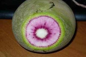 Semillas Daikon Pink Shine orgánicas no transgénicas ucranianas 1 g Doohov - Imagen 1 de 1