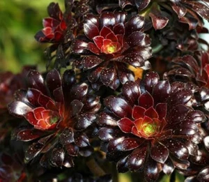 Aeonium arboreum cv.Atropurpureum🏵️cutting Succulent - Picture 1 of 5