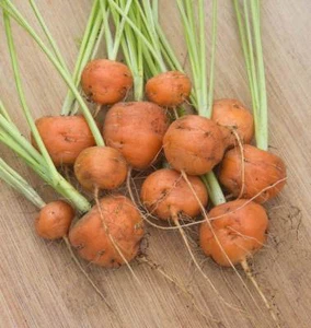 300+PARISIAN Round CARROT Seeds French Heirloom Vegetable Garden Container Easy - Picture 1 of 12